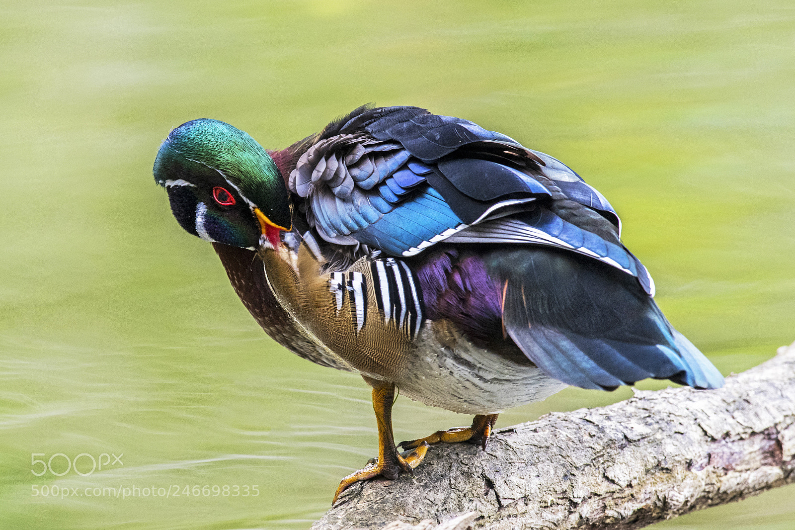Nikon D850 sample photo. Wood duck photography