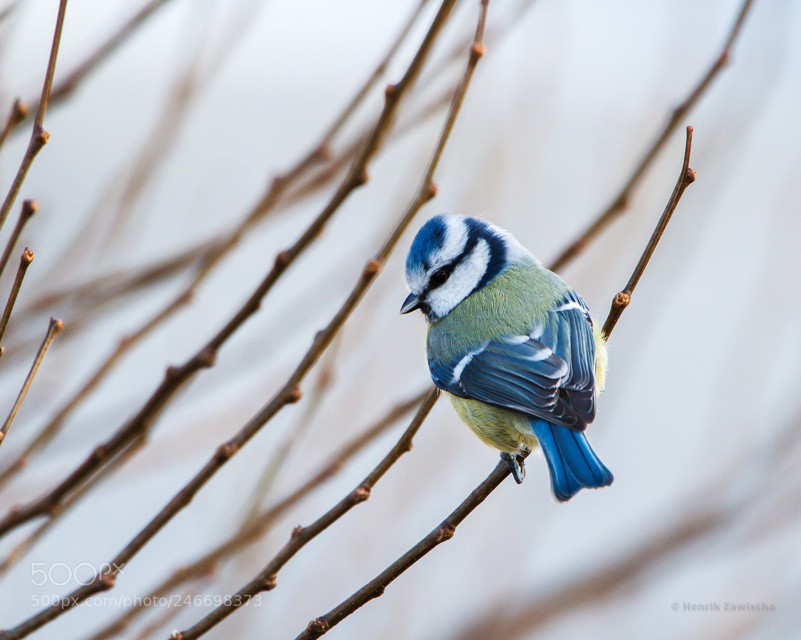 Canon EOS 7D sample photo. Blue tit photography
