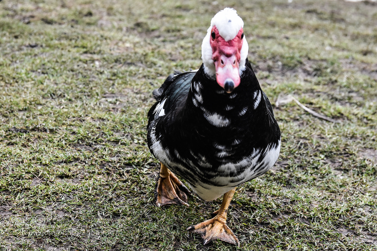 Nikon D7200 sample photo. Lambton etc photography