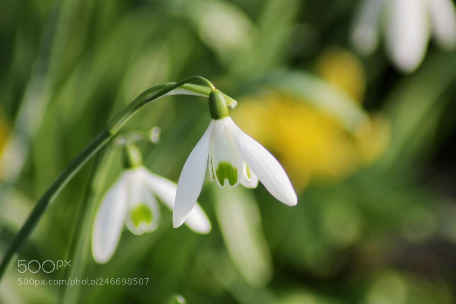 Canon EOS 750D (EOS Rebel T6i / EOS Kiss X8i) sample photo. Snowdrops photography