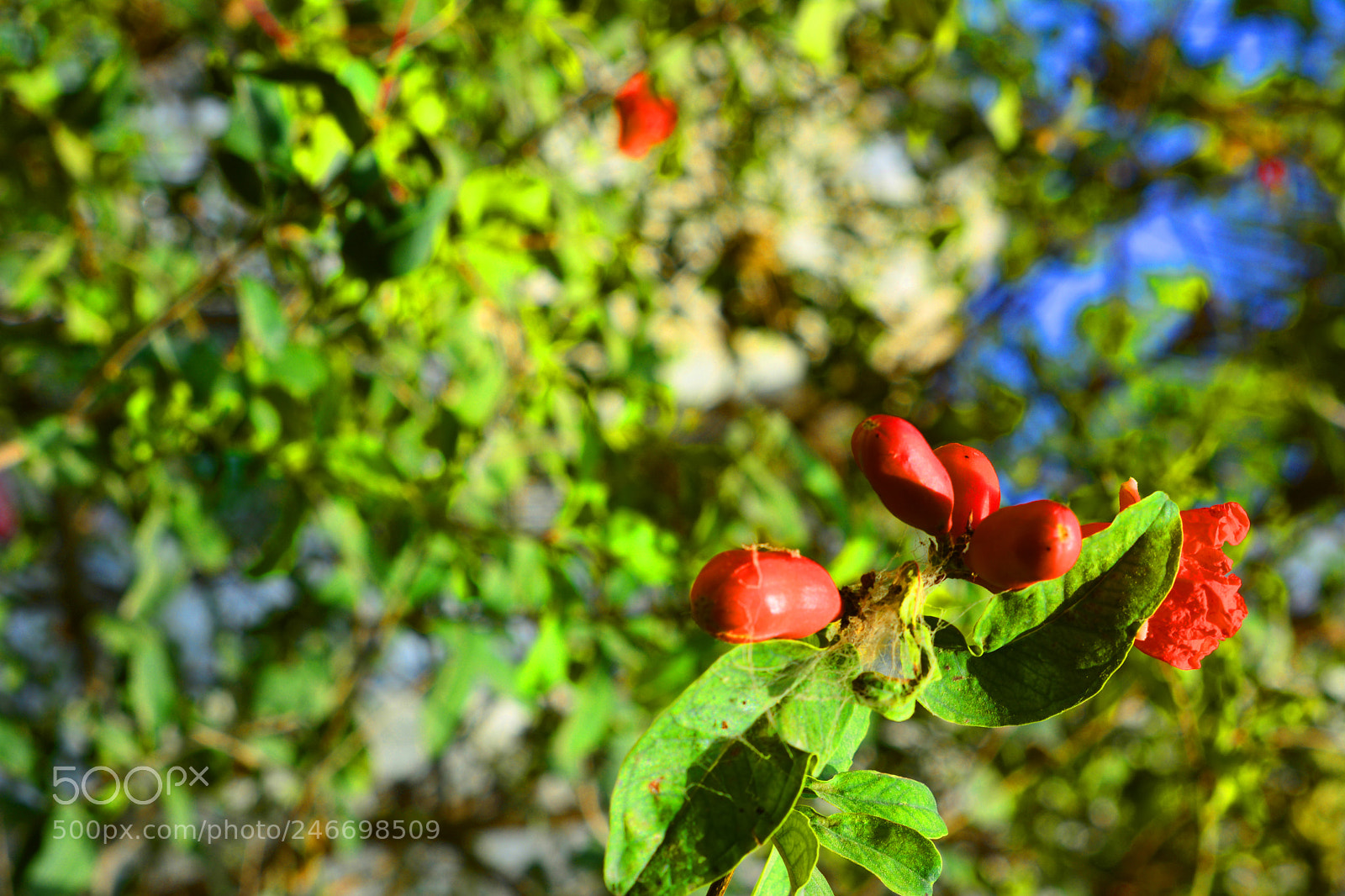 Nikon D7100 sample photo. Flowers and greenery photography