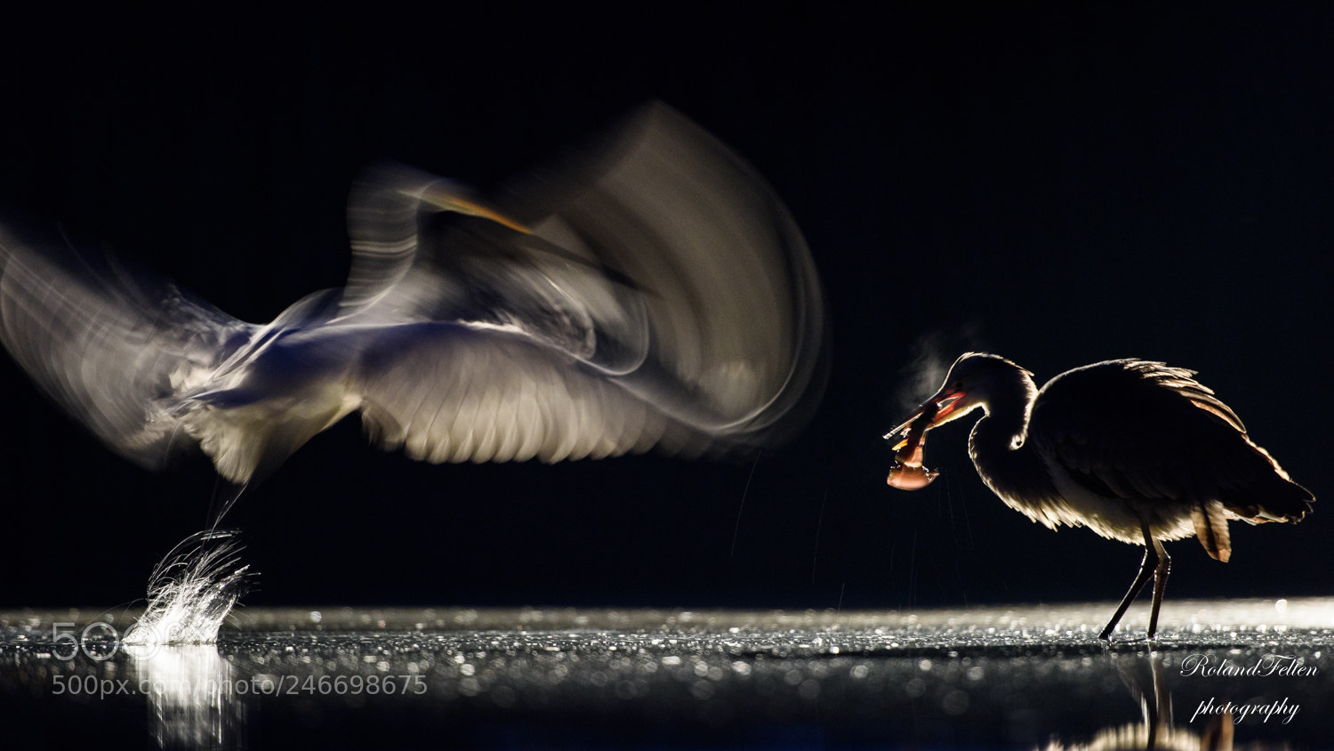 Nikon D810 sample photo. Herons at night photography