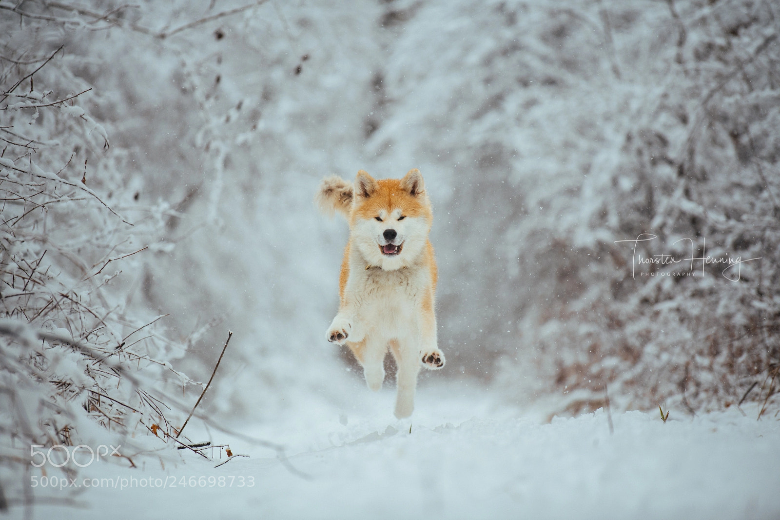 Nikon D850 sample photo. Akita winter series / tamiko photography