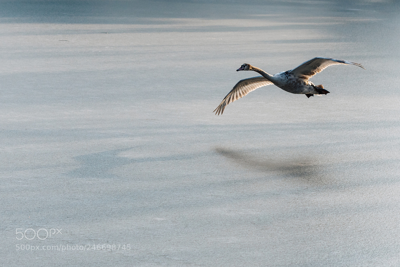 Nikon D500 sample photo. Young swan fly around photography