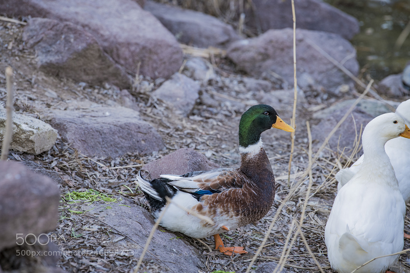 Nikon D850 sample photo. Goose lake ankara golbasi photography