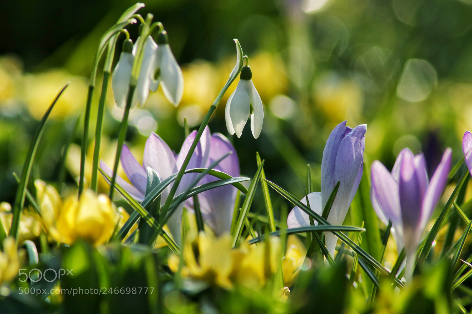 Canon EOS 750D (EOS Rebel T6i / EOS Kiss X8i) sample photo. Spring is coming photography