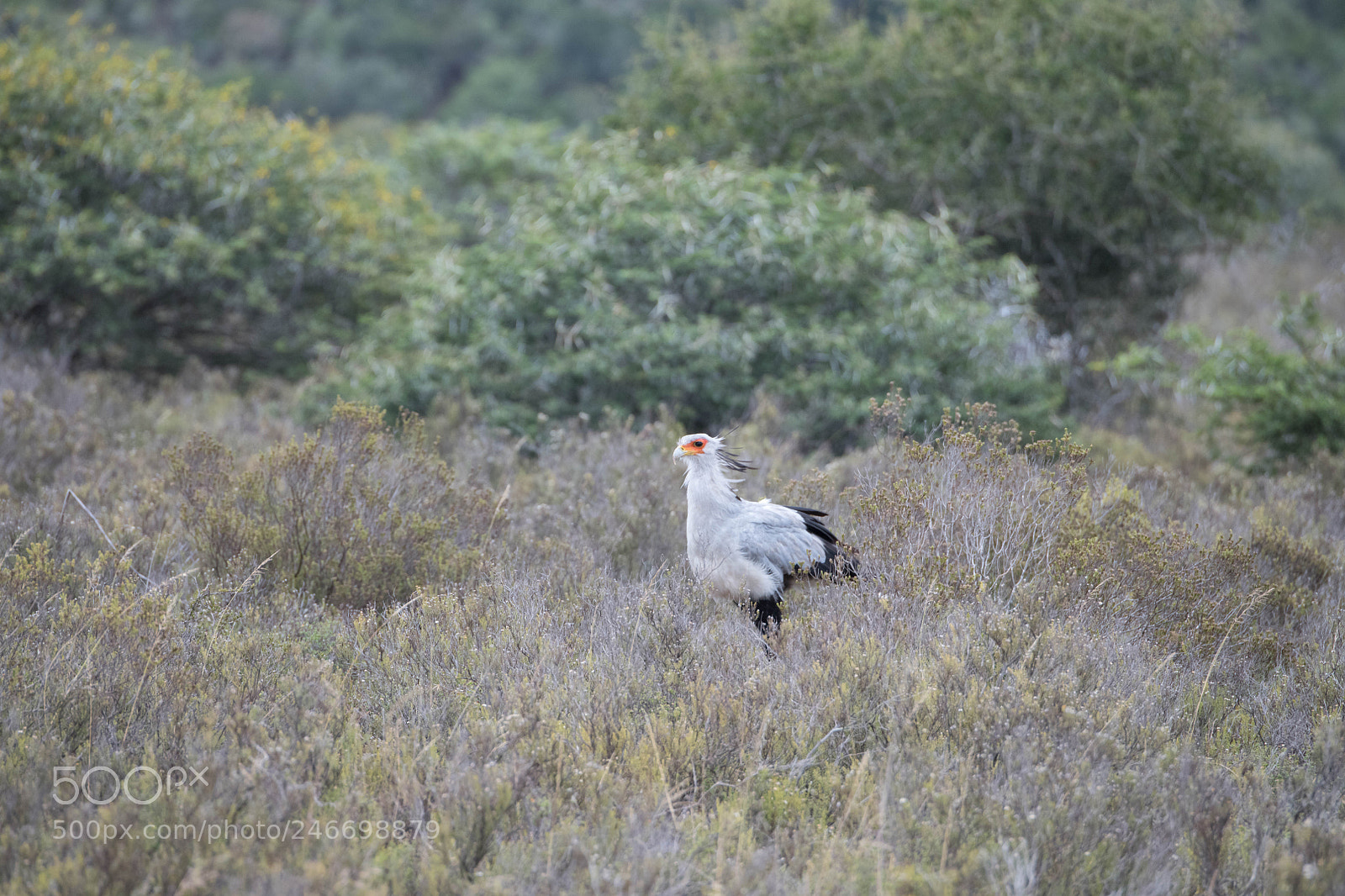 Nikon D850 sample photo. Secretary bird photography