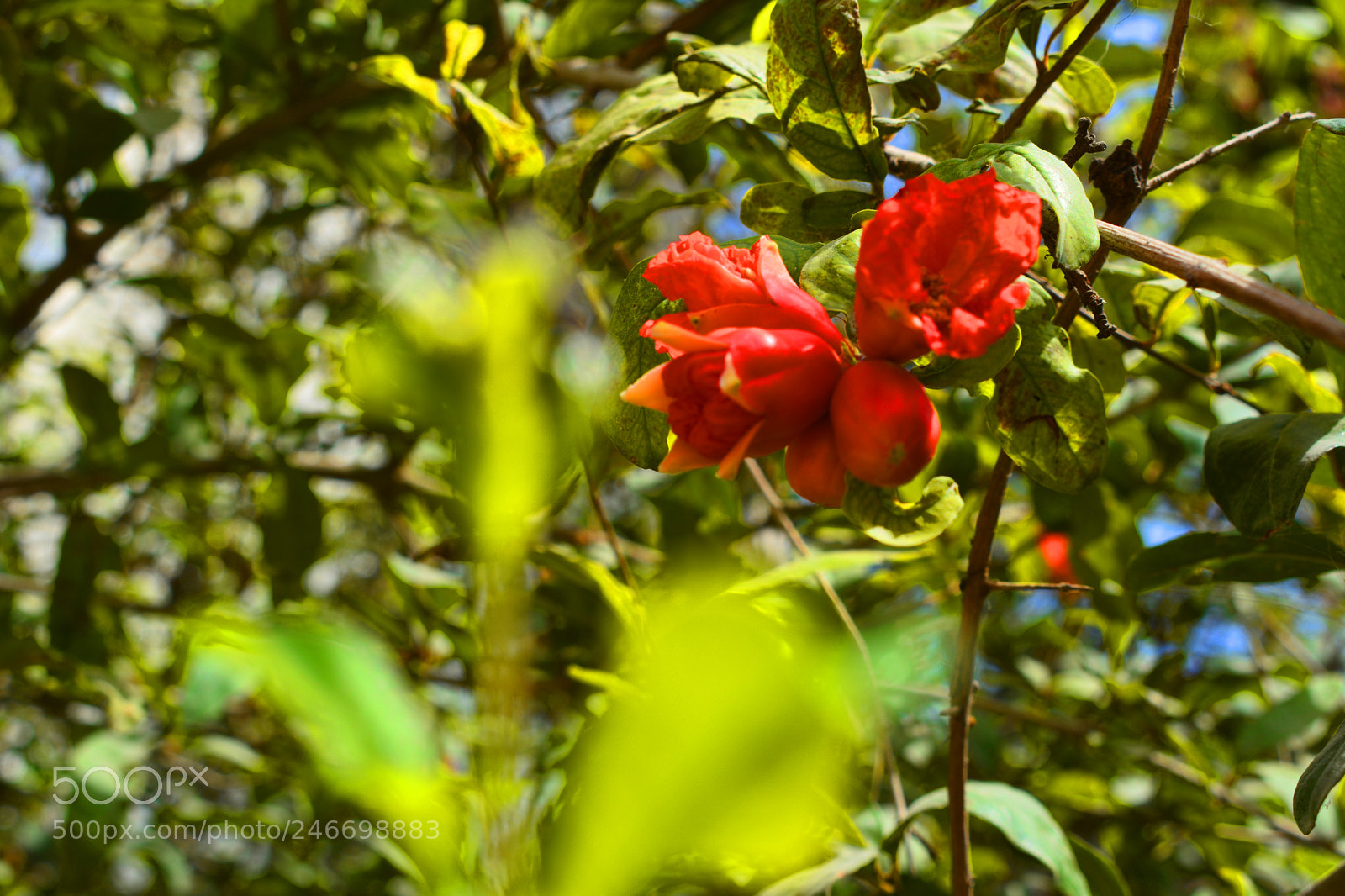 Nikon D7100 sample photo. Flowers and greenery photography