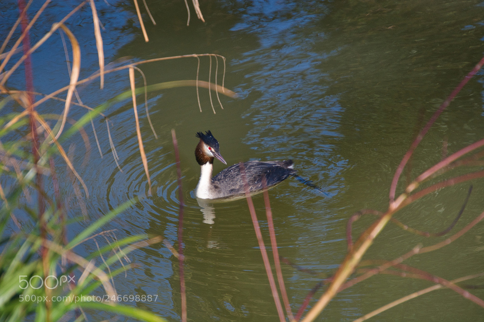 Nikon D7100 sample photo. Grebe fun photography