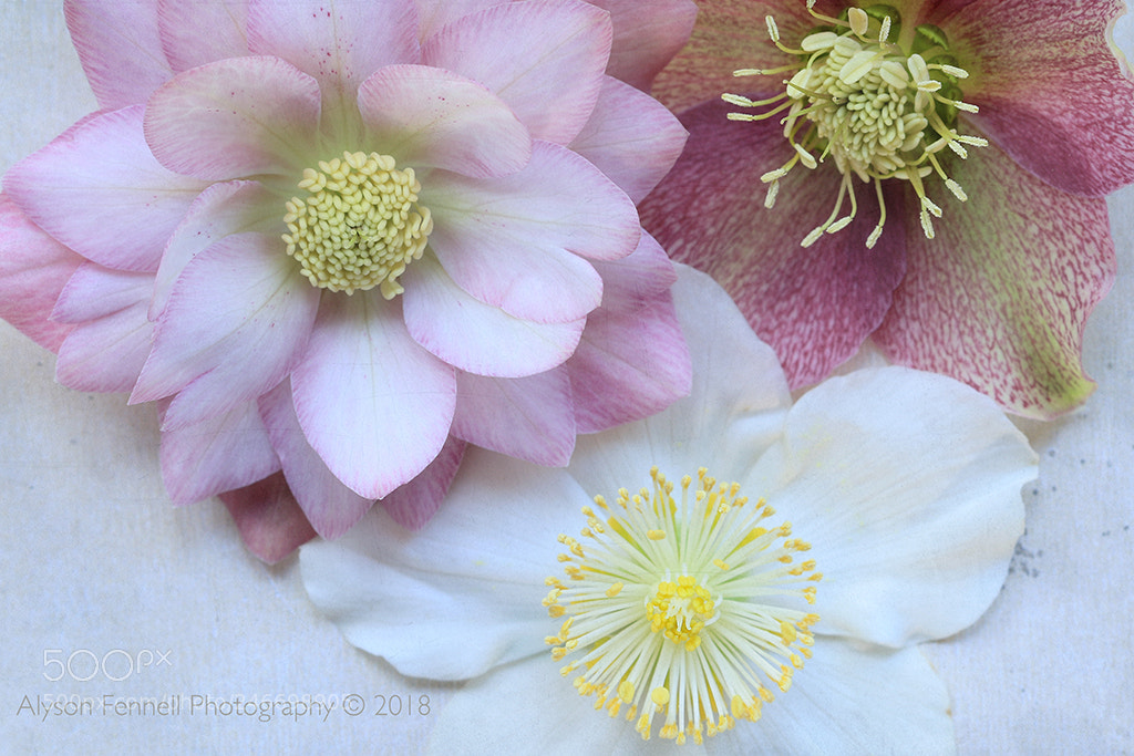 Canon EOS 7D Mark II sample photo. Hellebore three photography