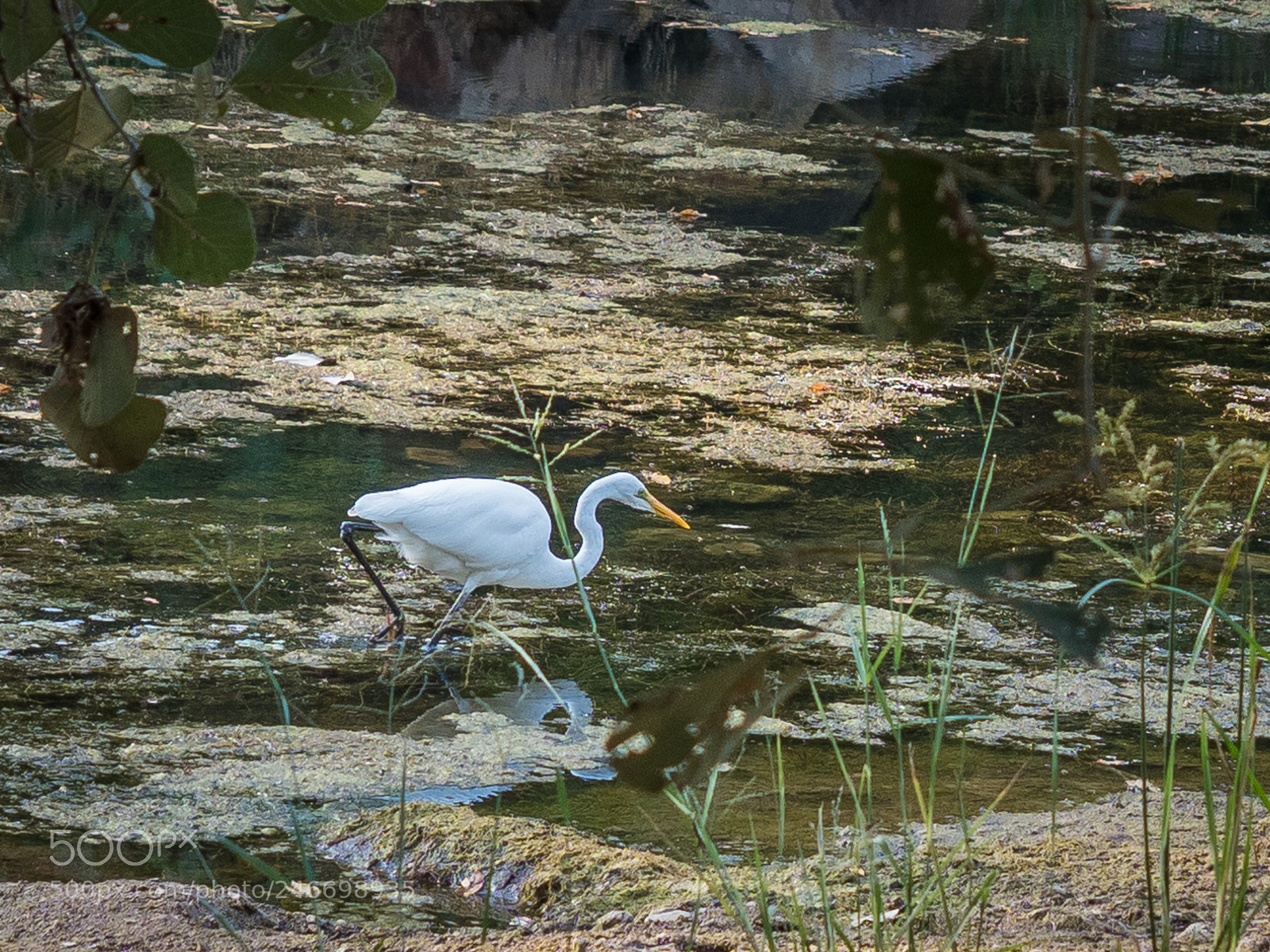 Olympus OM-D E-M1 Mark II sample photo. Fisher in the weeds photography