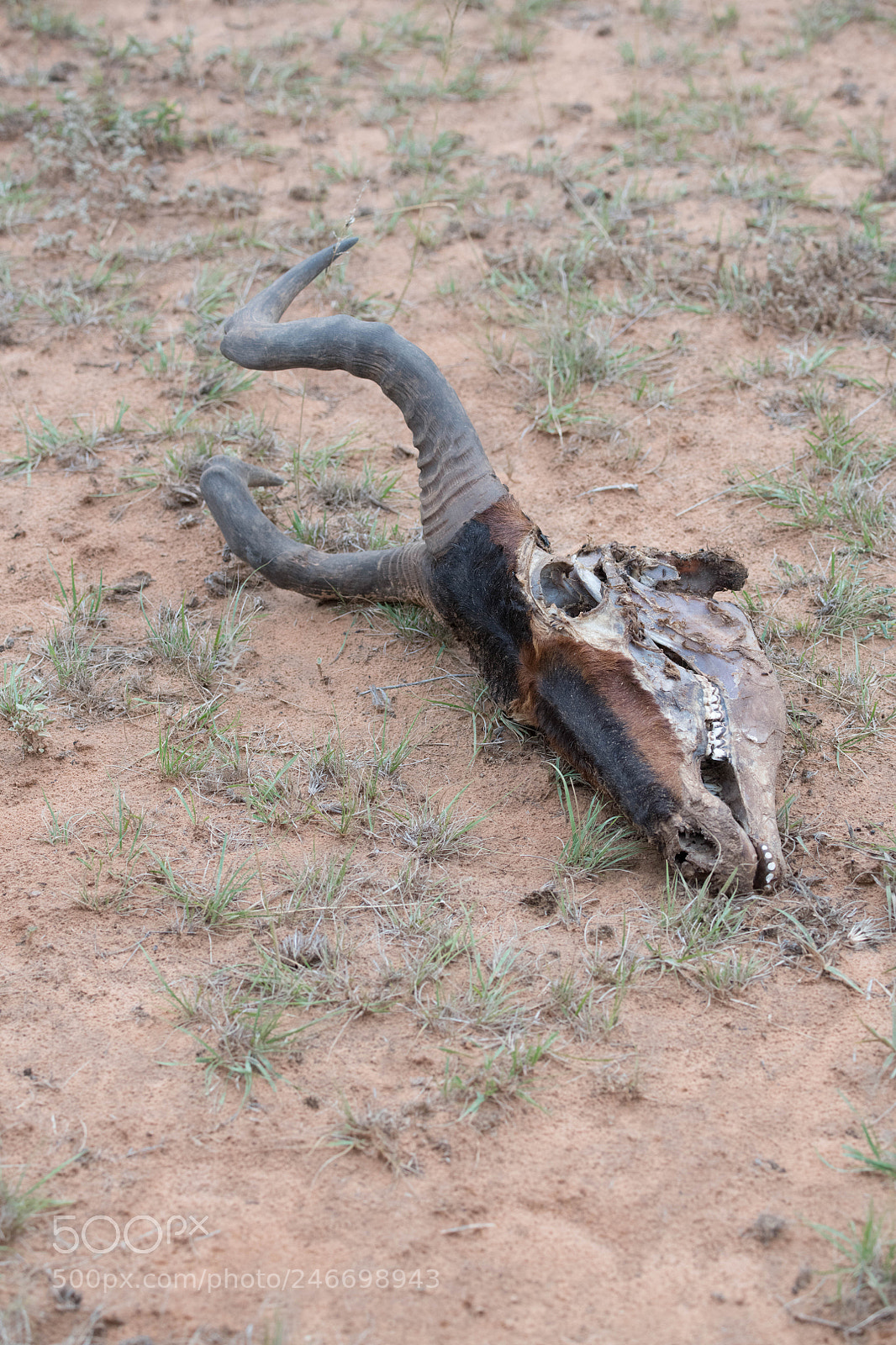 Nikon D850 sample photo. Red hartebeest skull photography