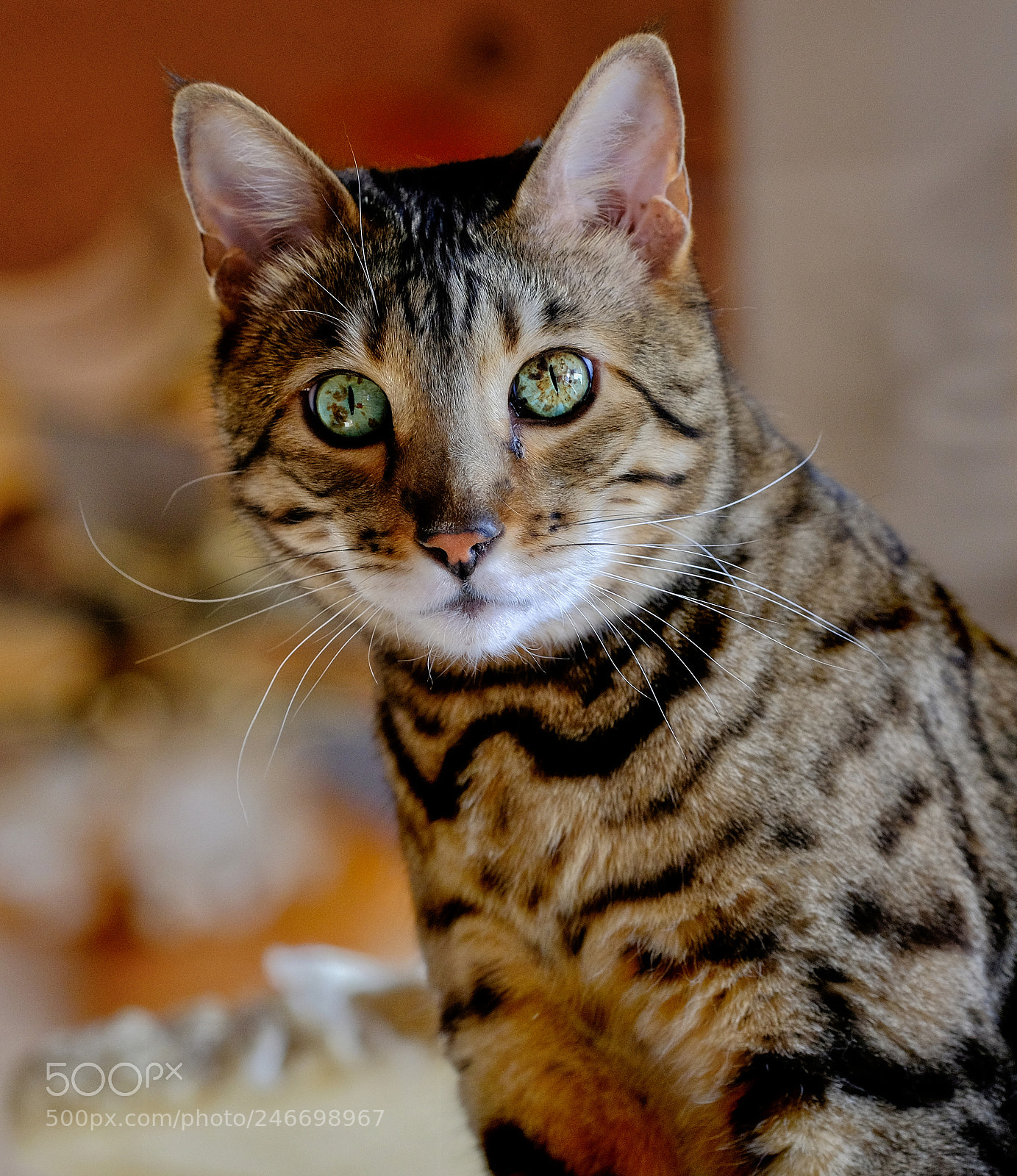Fujifilm X-T2 sample photo. Saturday cat photography
