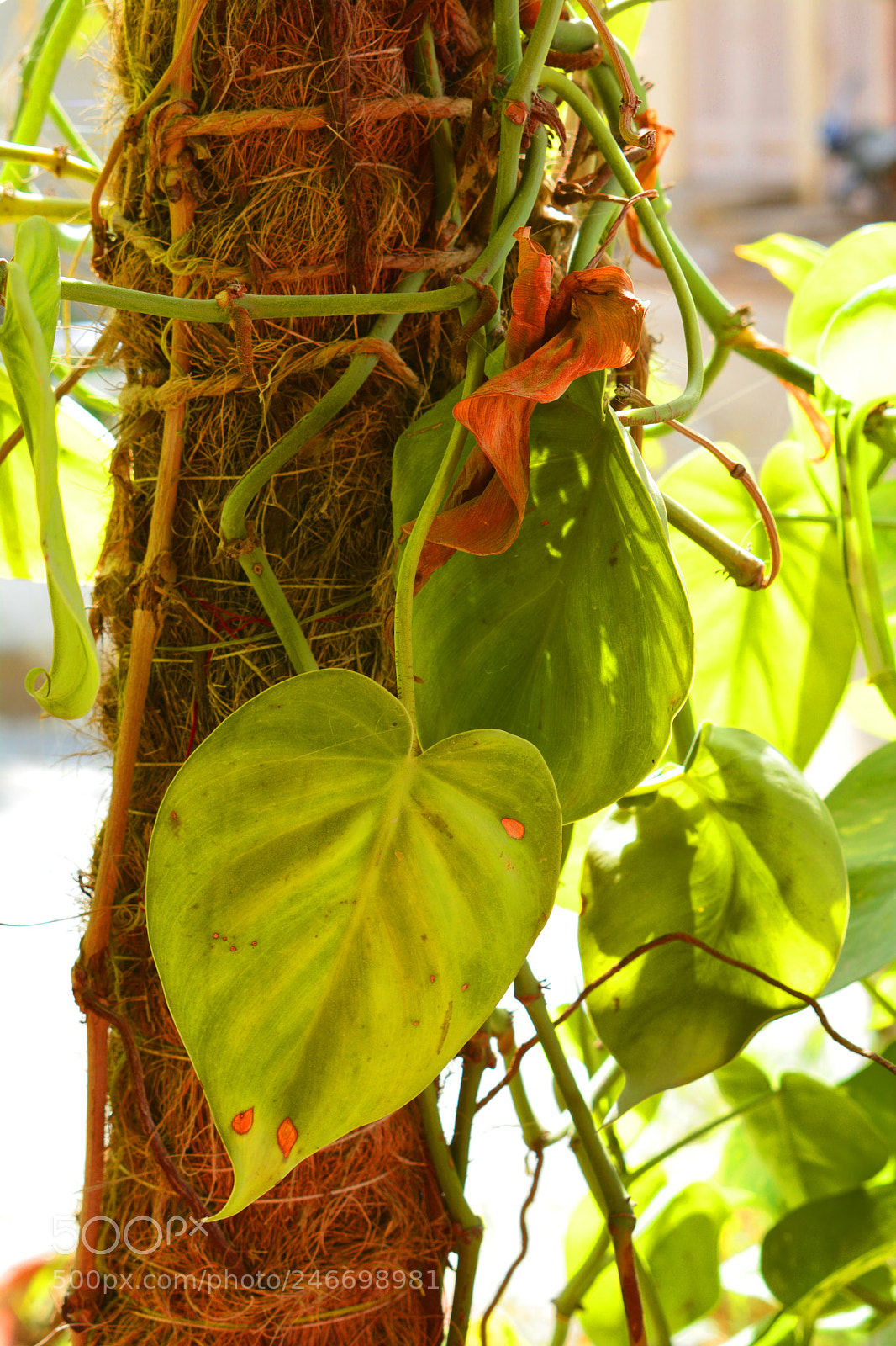 Nikon D7100 sample photo. Flowers and leaves photography