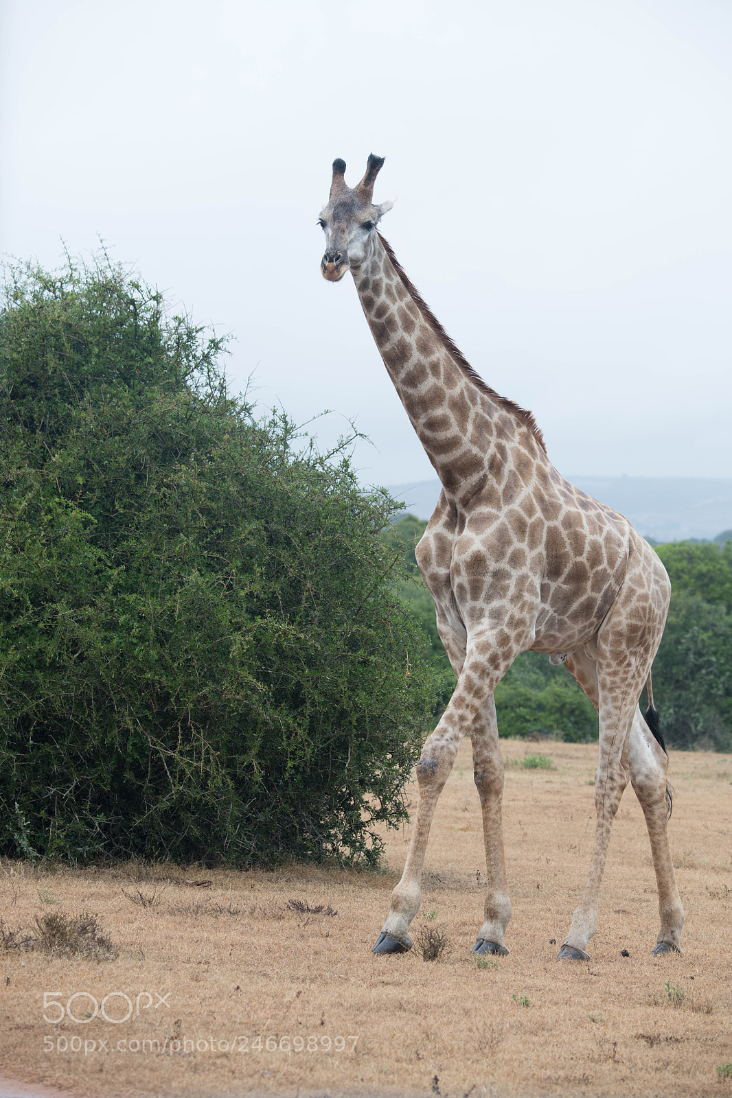 Nikon D850 sample photo. Giraffe photography