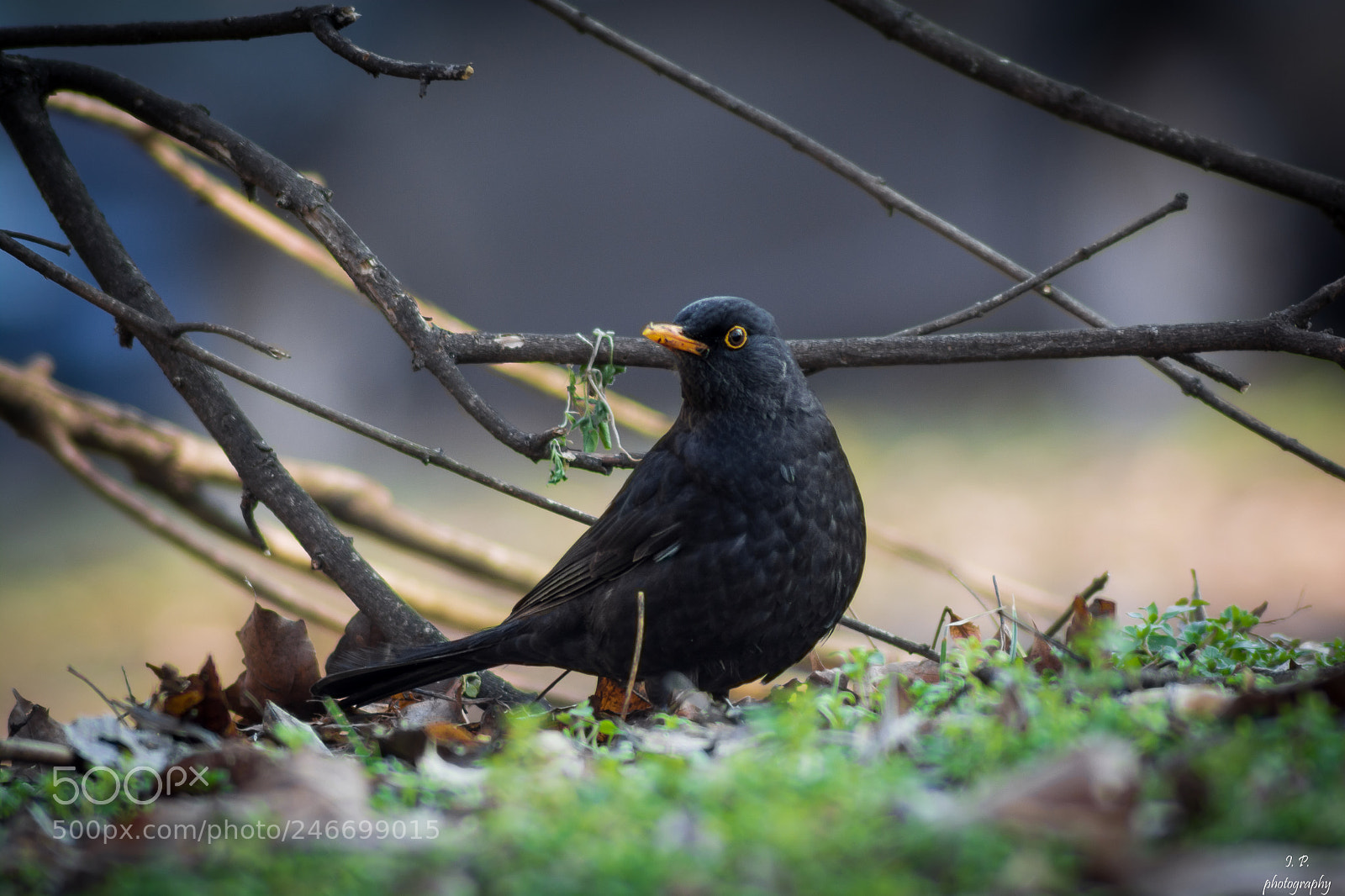 Nikon D5200 sample photo. Common blackbird photography