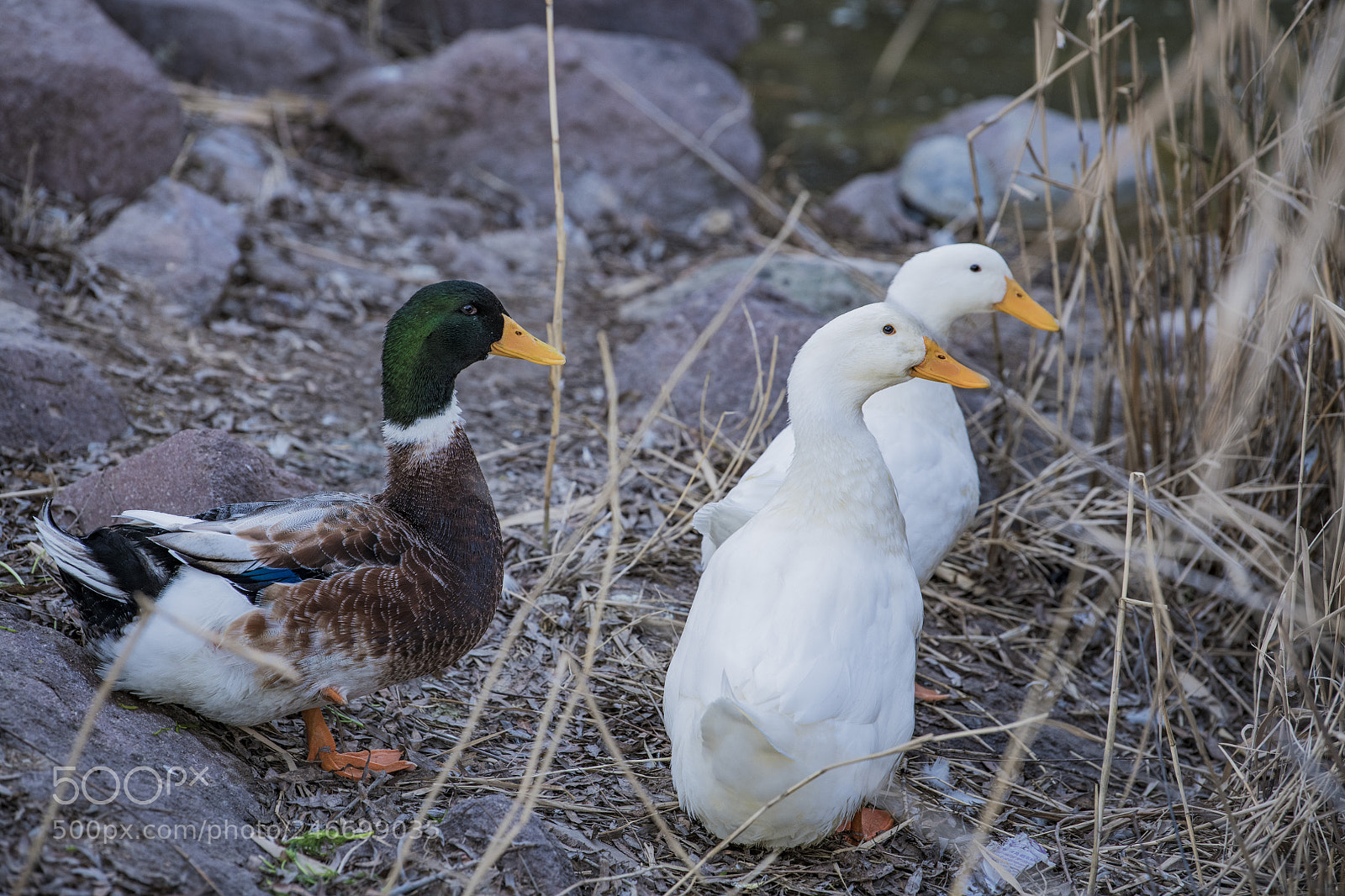 Nikon D850 sample photo. Goose lake ankara golbasi photography