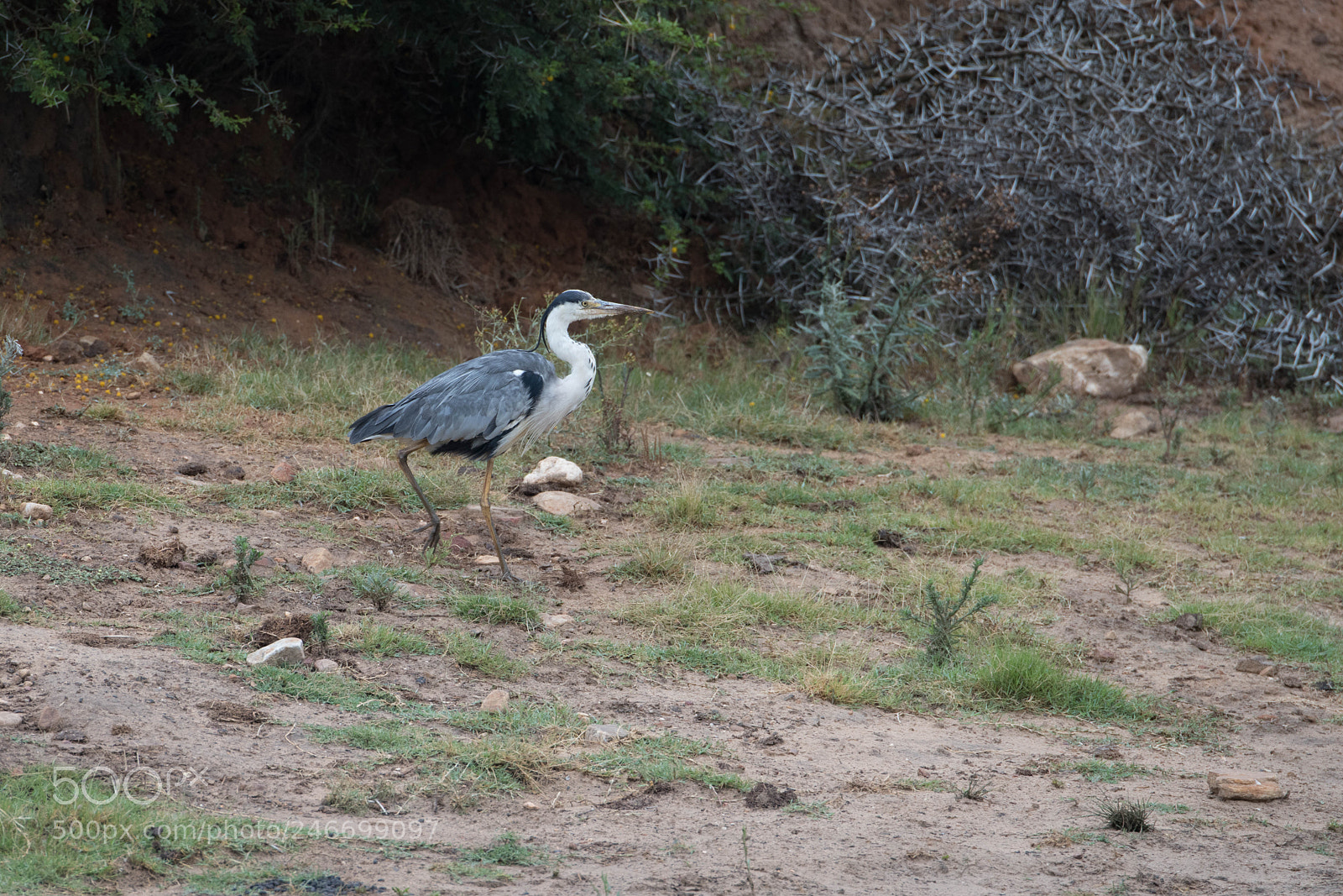 Nikon D850 sample photo. Heron photography