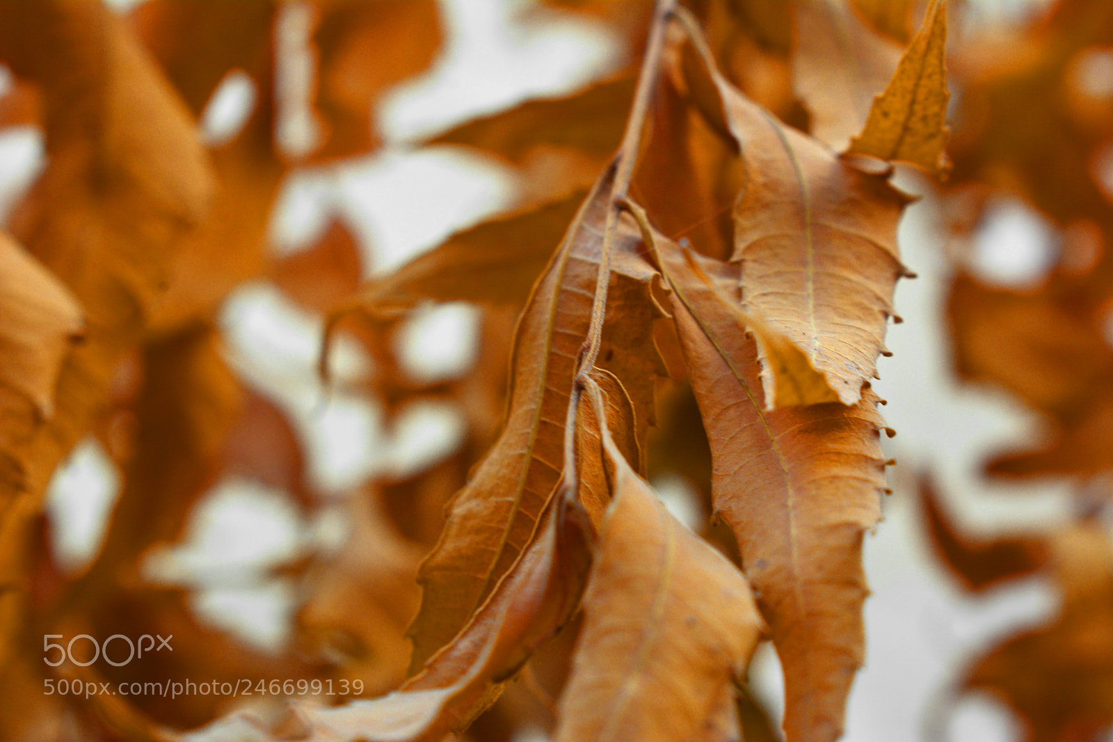Nikon D7100 sample photo. Autumn leaves photography