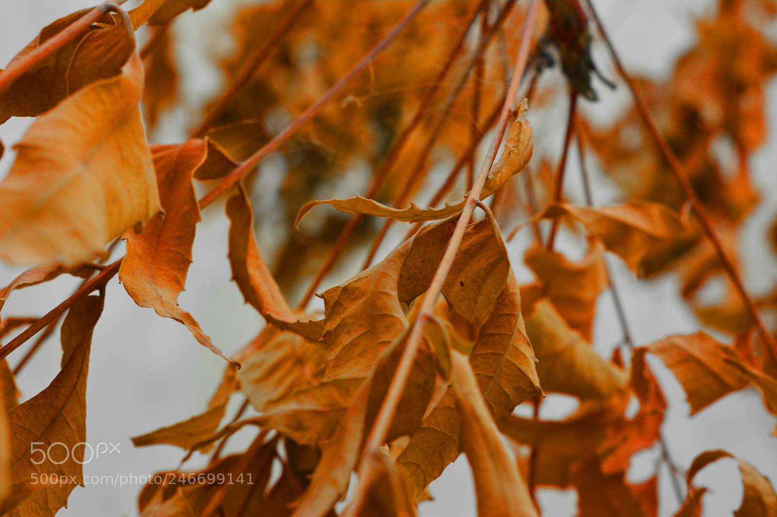 Nikon D7100 sample photo. Autumn dry leaves photography