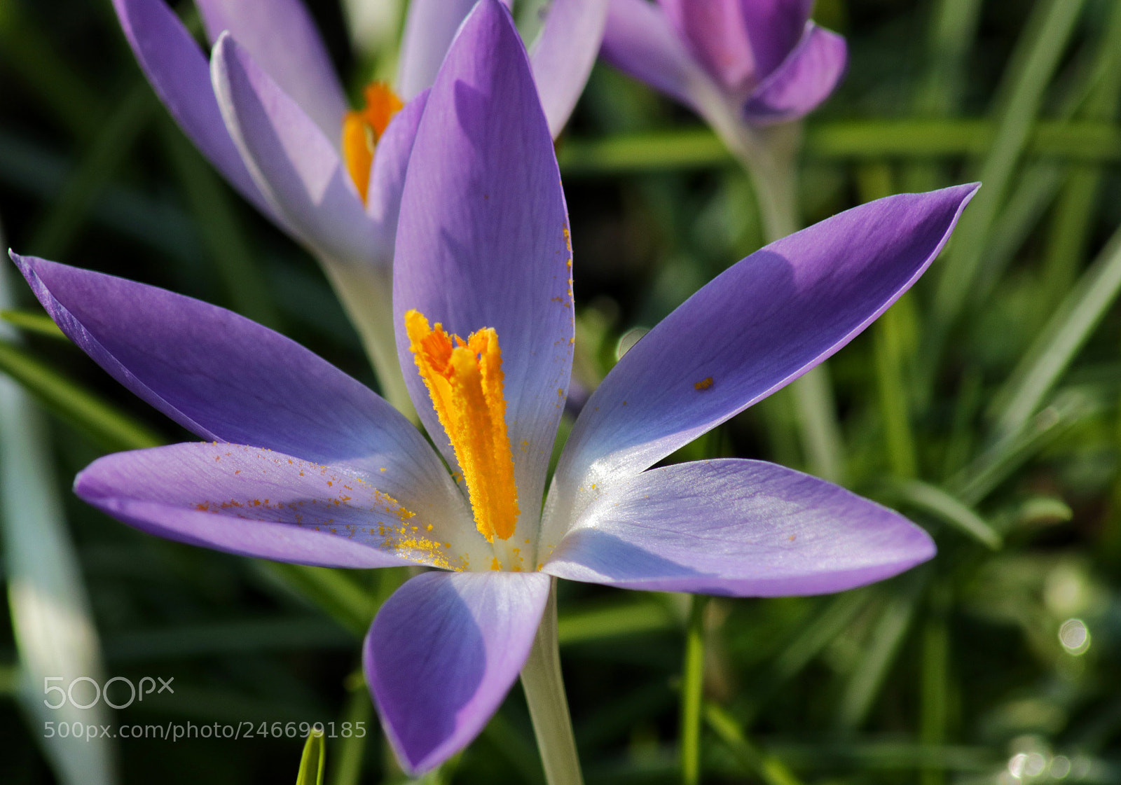 Canon EOS 750D (EOS Rebel T6i / EOS Kiss X8i) sample photo. Crocus photography
