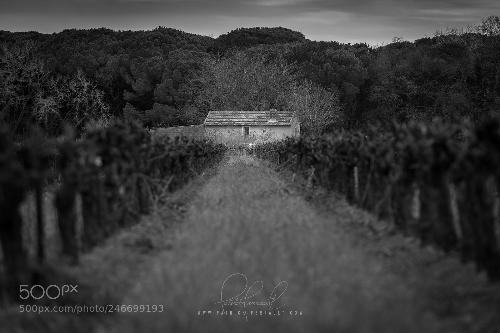 Nikon D810 sample photo. Vigne camargue photography