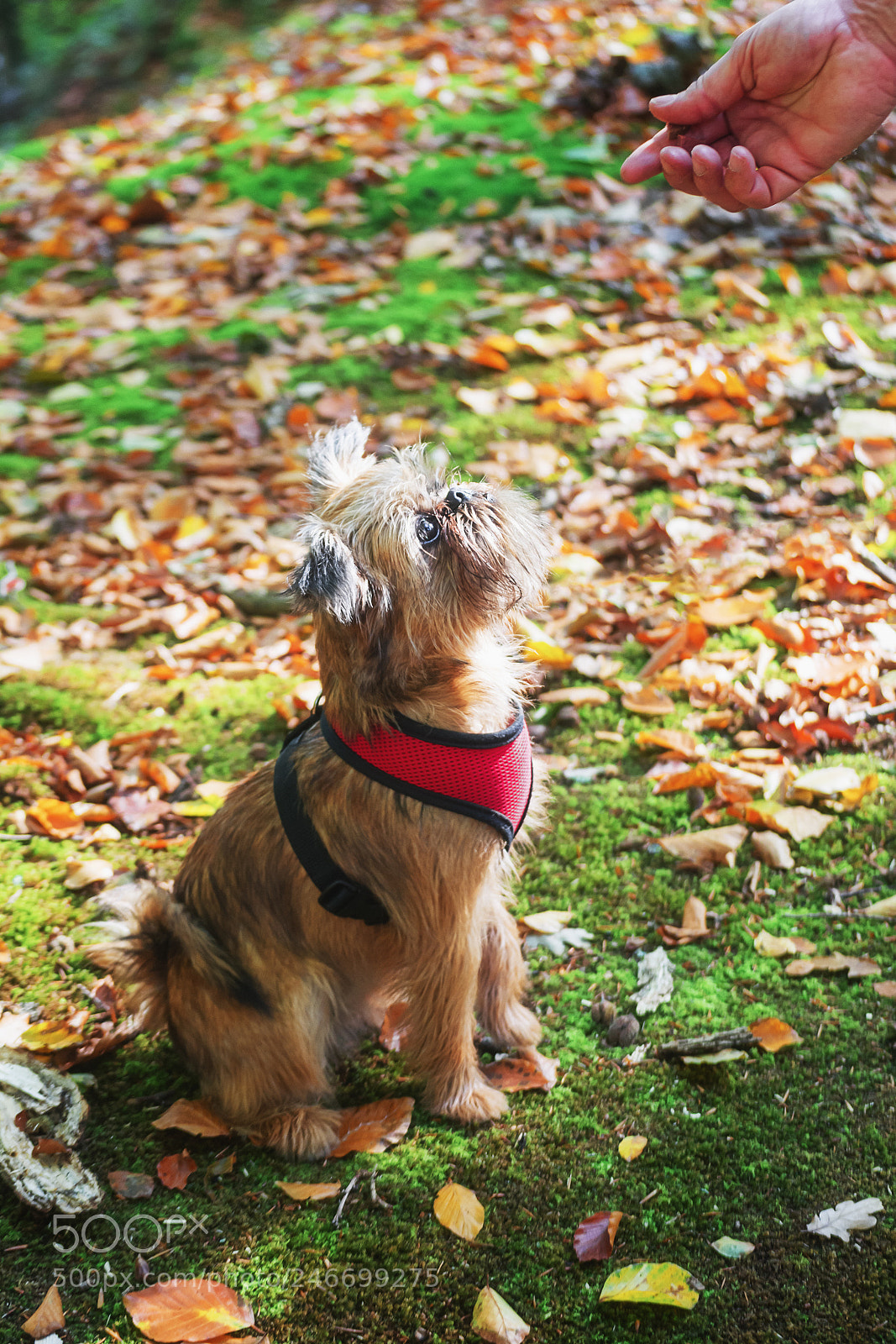 Nikon D7100 sample photo. Dear puppy brussels griffon... photography