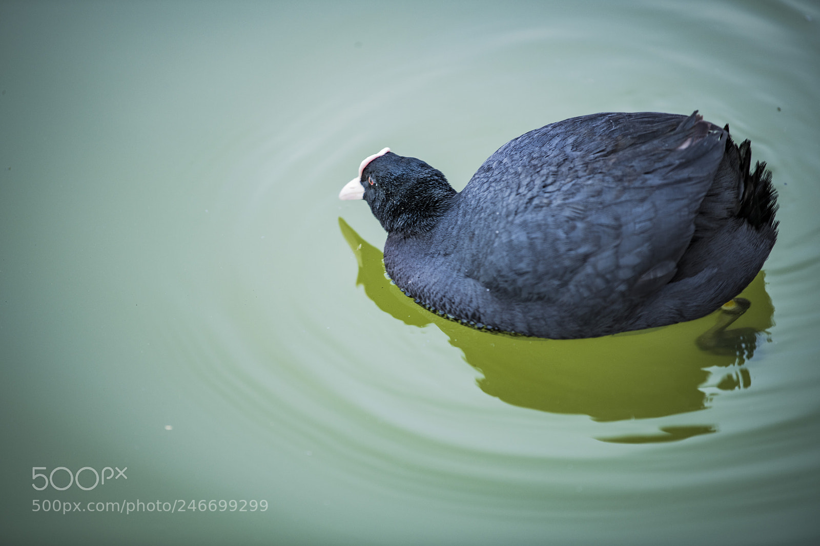Nikon D850 sample photo. Lake bird photography