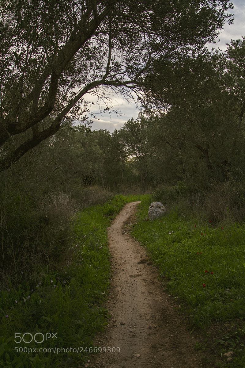 Canon EOS 7D sample photo. Untitled photography