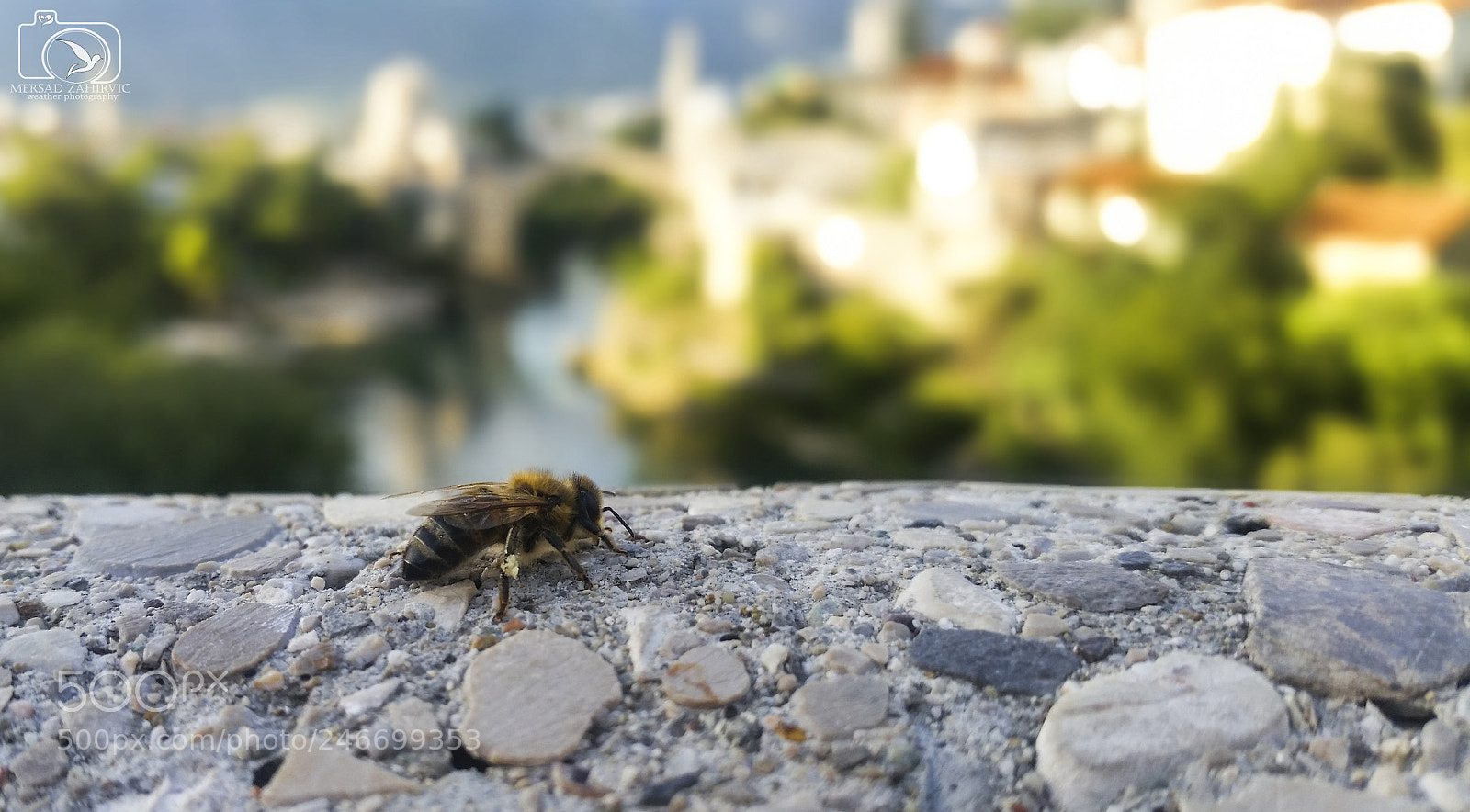 Samsung Galaxy S5 sample photo. Biene macro mostar photography