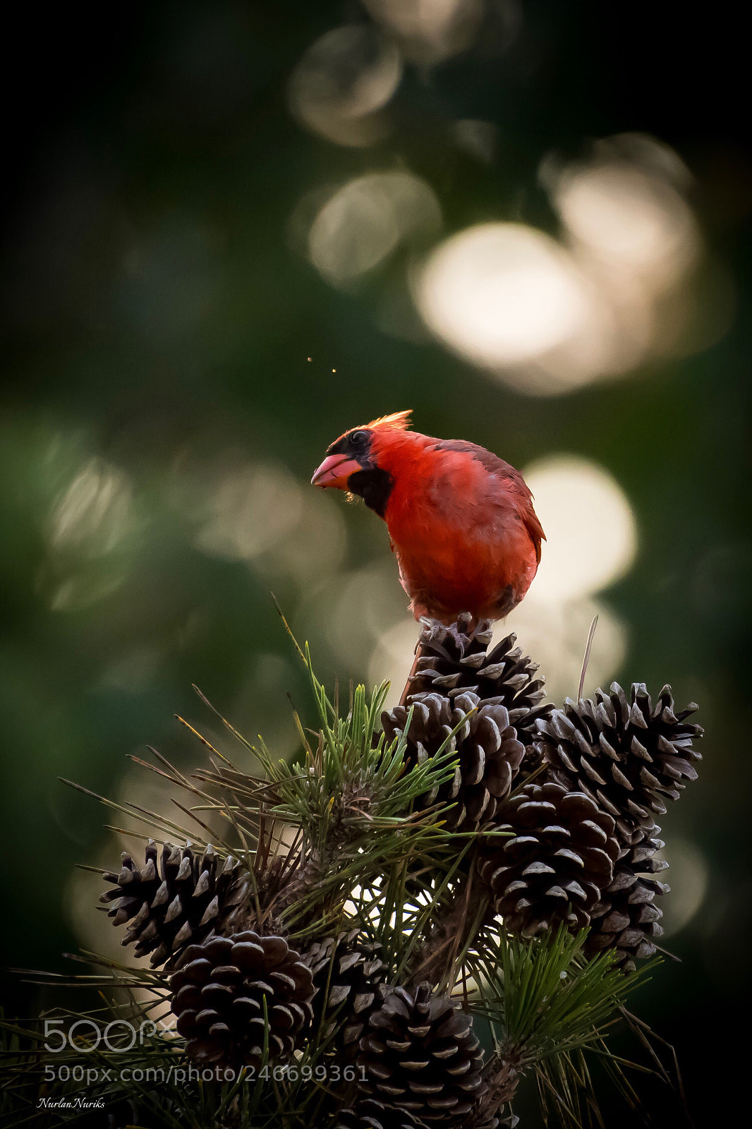 Nikon D500 sample photo. Northern cardinal  / 6 photography