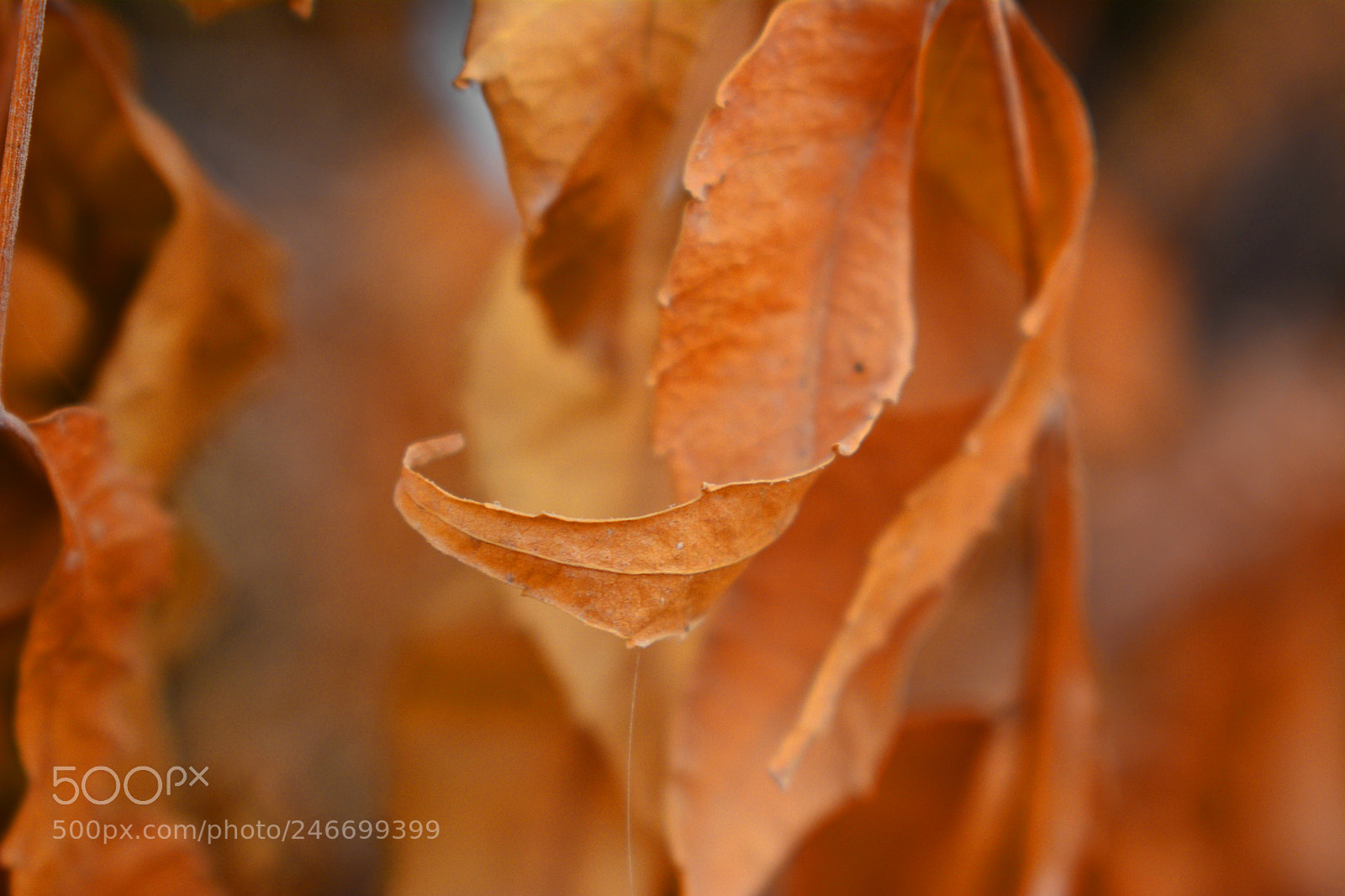 Nikon D7100 sample photo. Autumn photography