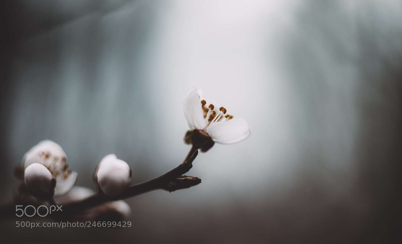 Nikon D800 sample photo. Almond blossom, flor de photography