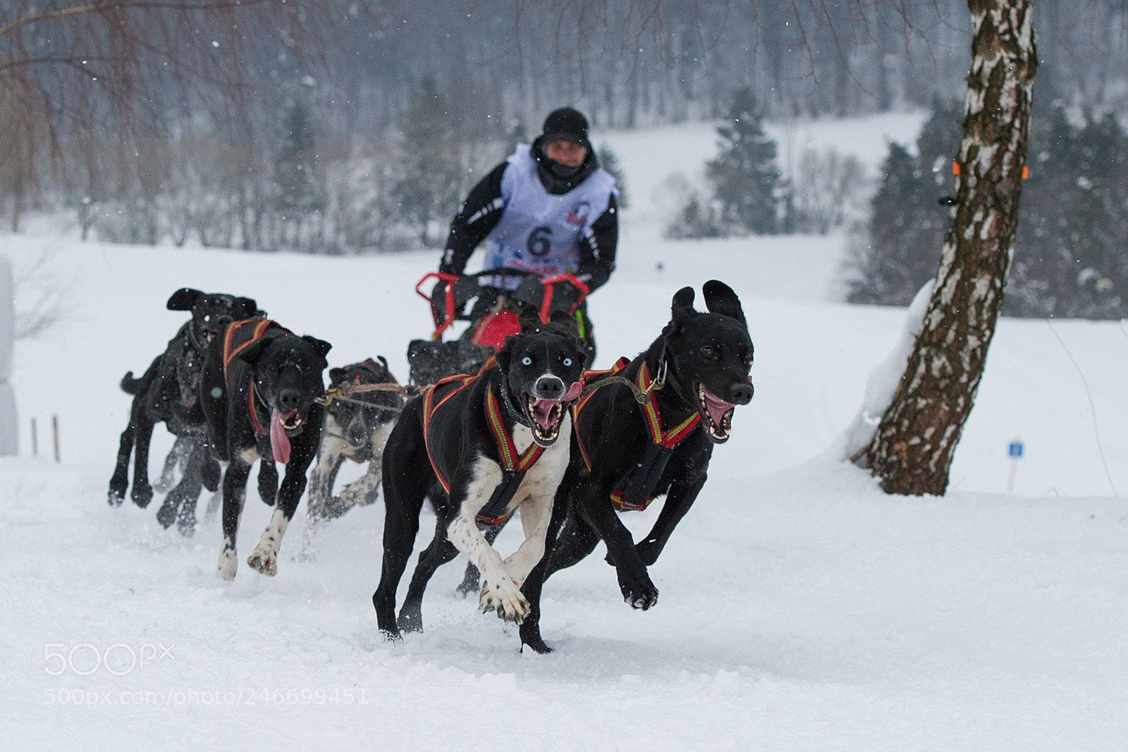 Nikon D3S sample photo. Dog sleds photography