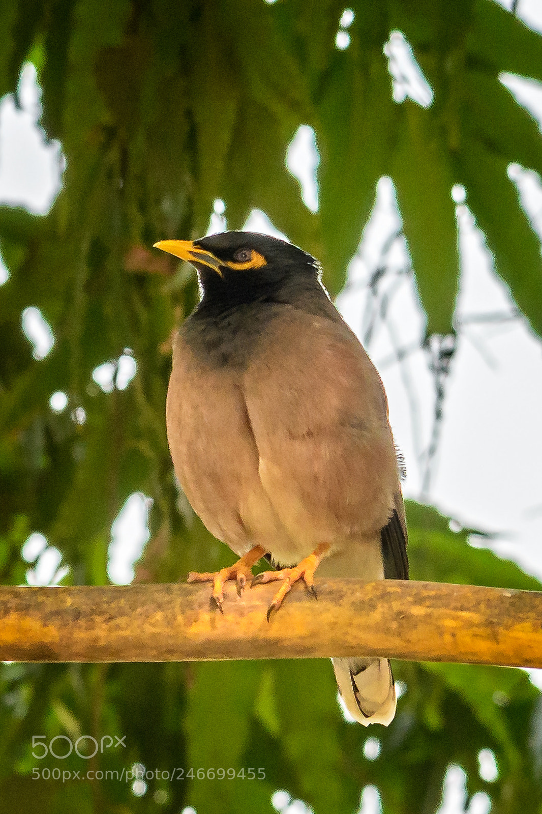 Nikon D850 sample photo. Common myna bird also photography