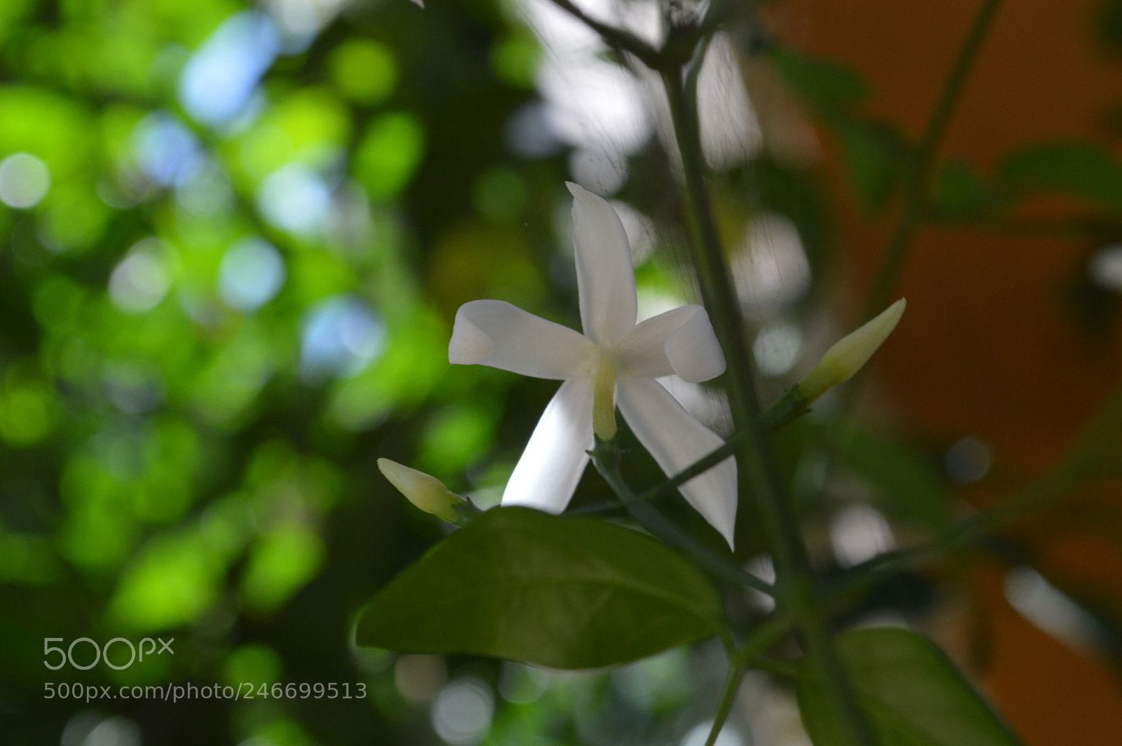 Nikon D3200 sample photo. Blancura photography