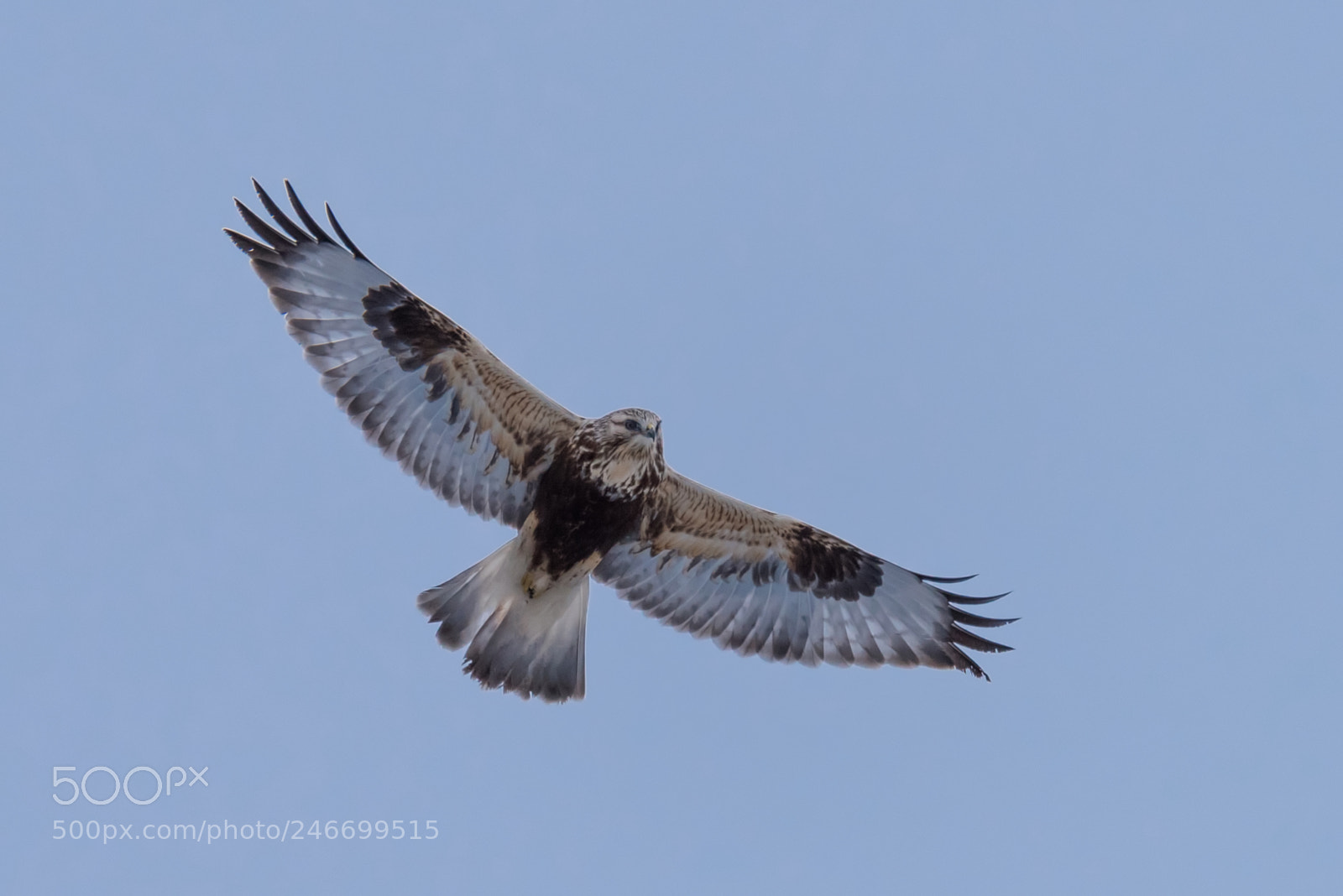 Nikon D810 sample photo. Hawk eye photography
