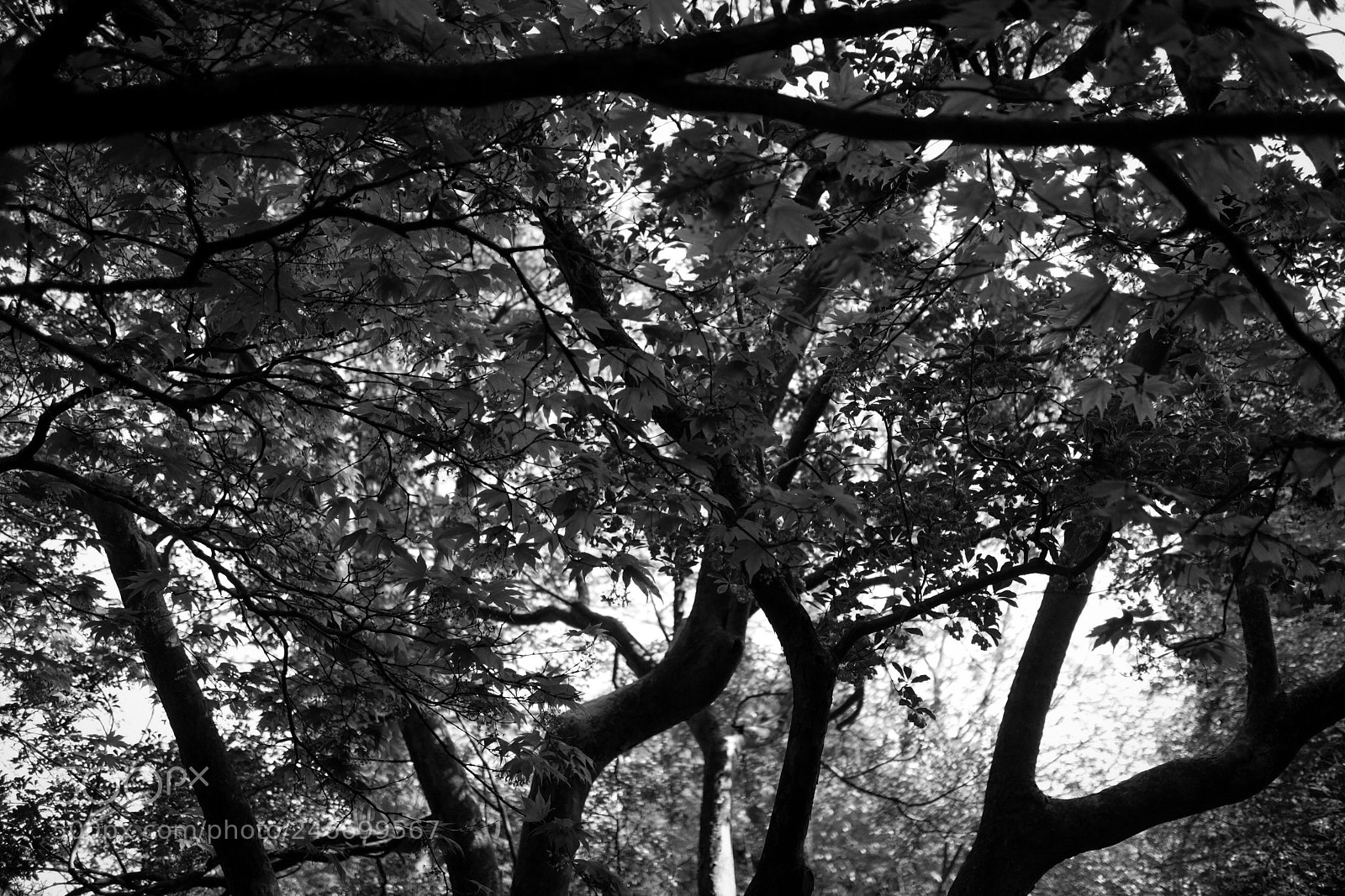 Canon EOS M sample photo. Leaves photography