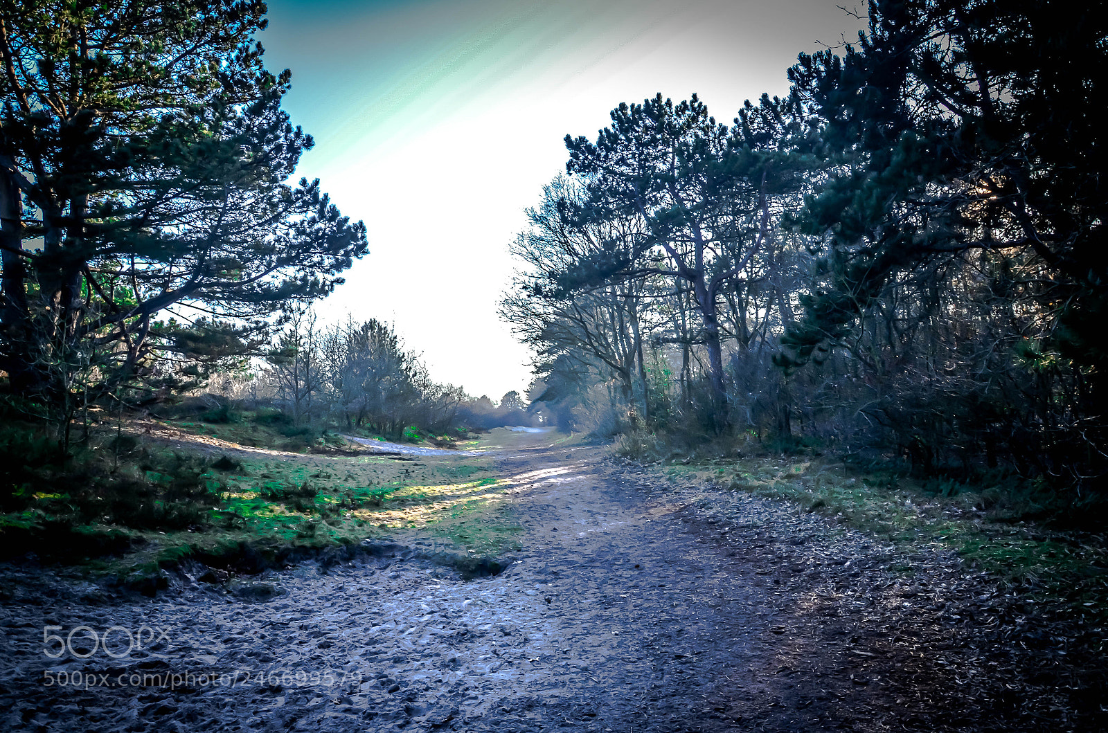 Nikon D5100 sample photo. Petten forest photography