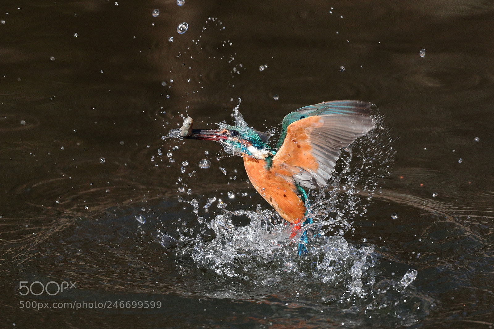 Canon EOS 7D Mark II sample photo. Kingfisher takeoff 5779 photography