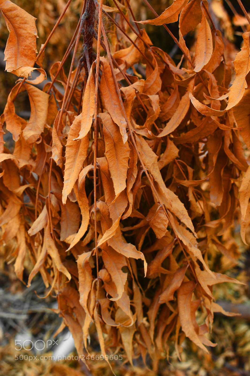 Nikon D7100 sample photo. Dry leaves bunch photography
