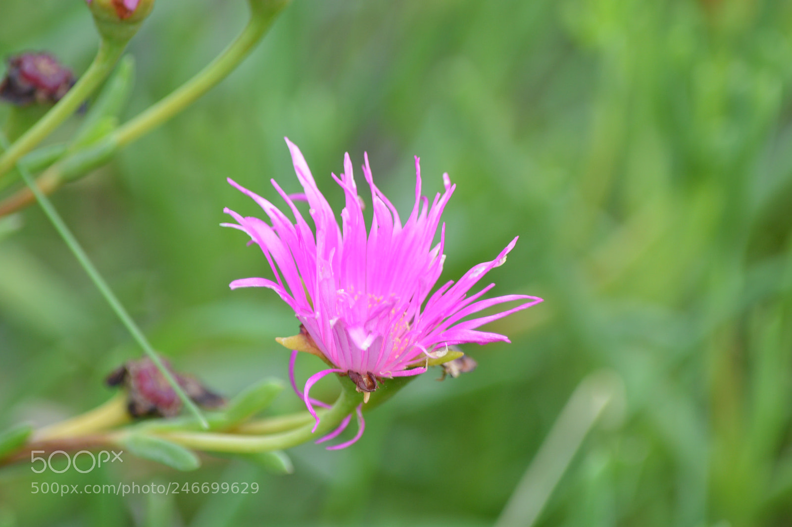 Nikon D3200 sample photo. Fucsia photography