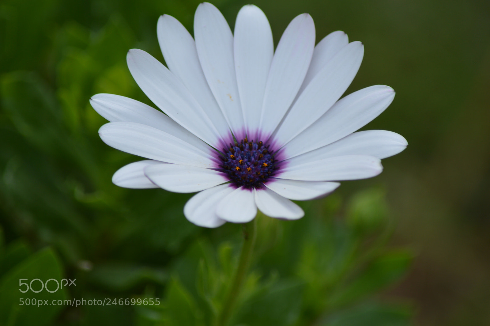 Nikon D3200 sample photo. Petalos photography