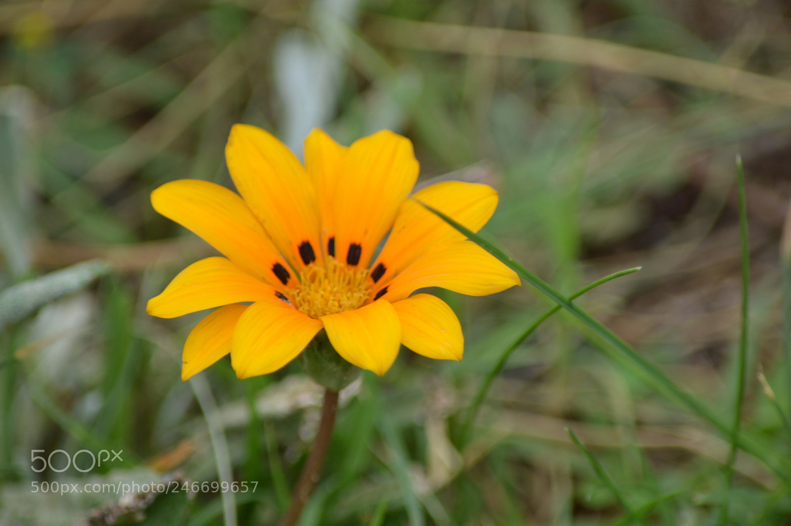 Nikon D3200 sample photo. Amarillo photography