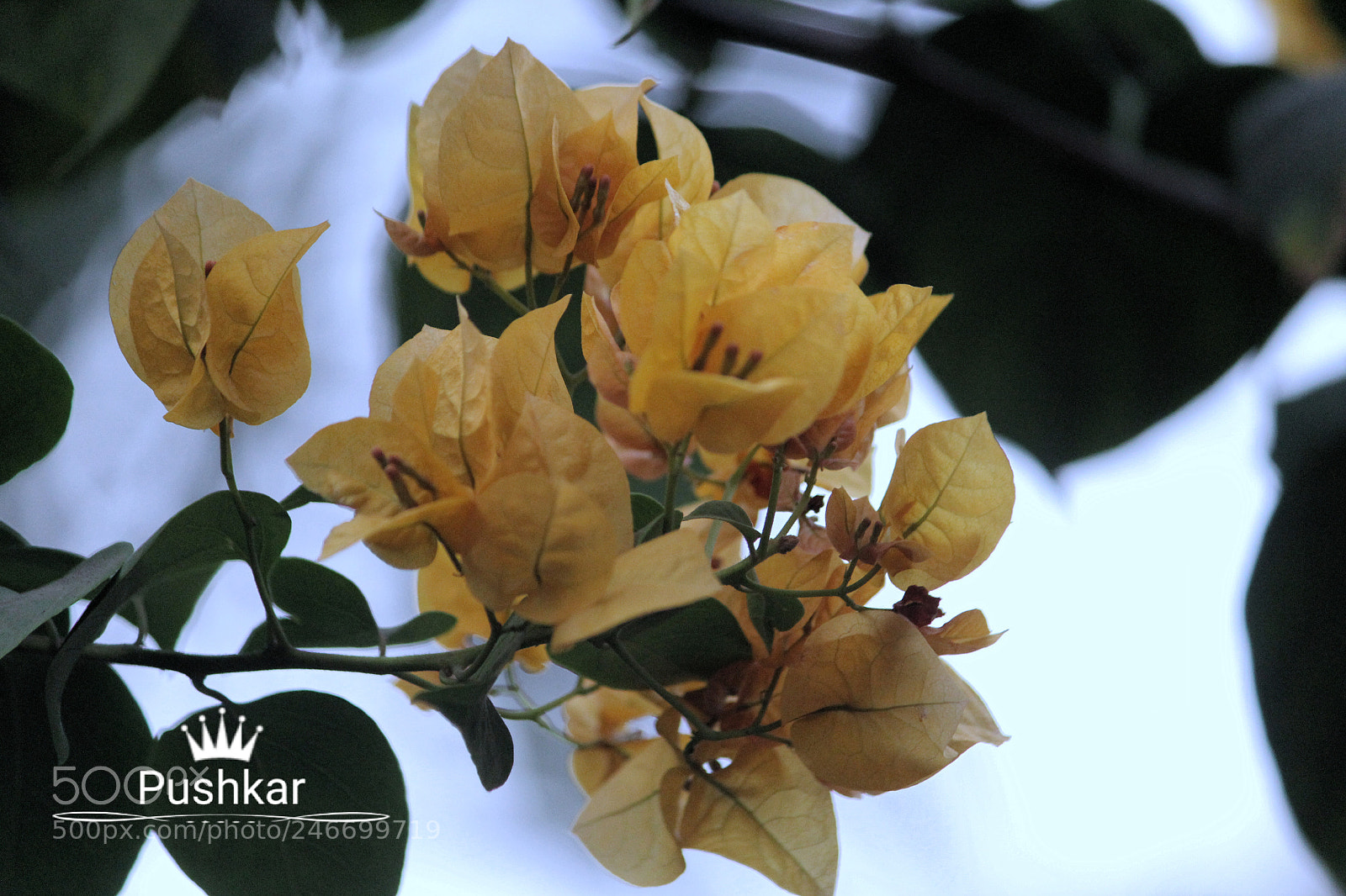 Canon EOS 1200D (EOS Rebel T5 / EOS Kiss X70 / EOS Hi) sample photo. Yellow bouganville photography