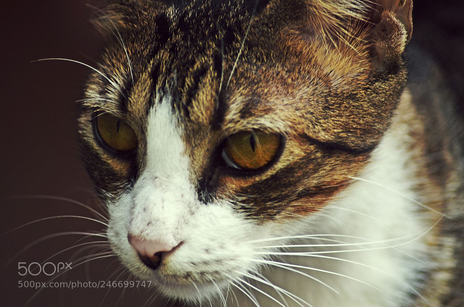 Nikon D5100 sample photo. Street cat photography