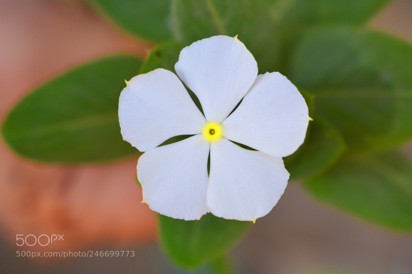 Nikon D7100 sample photo. White flower photography
