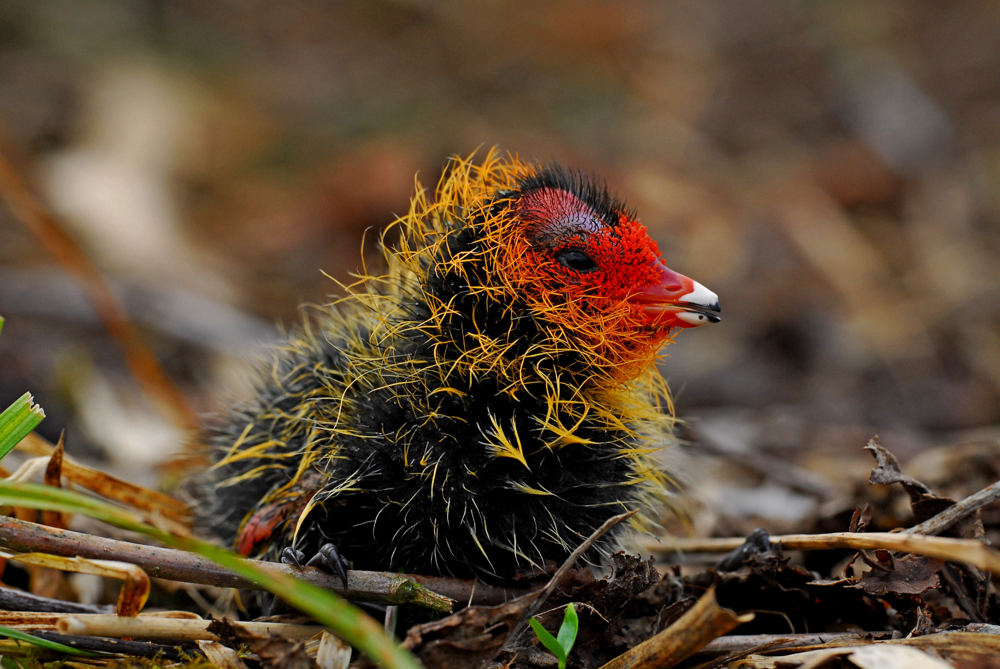 Sigma APO Macro 180mm F3.5 EX DG HSM sample photo. Young coot photography