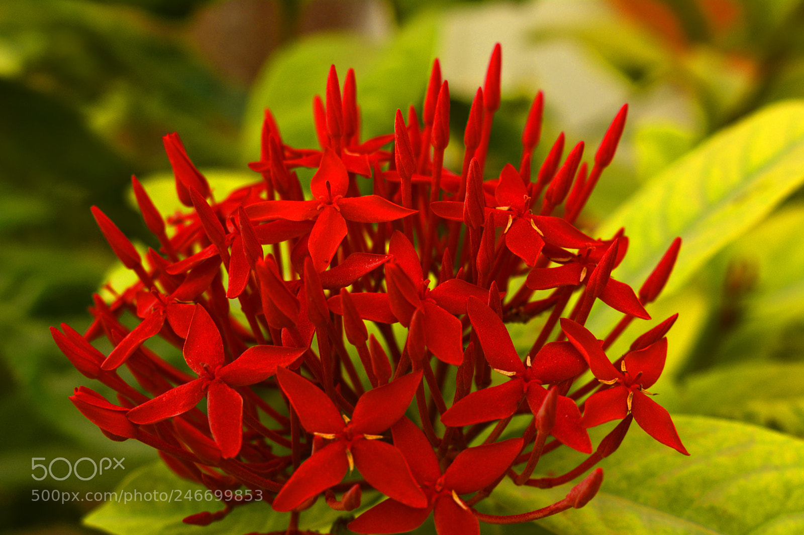 Nikon D7100 sample photo. Red flowers photography