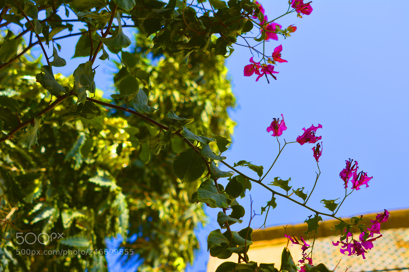 Nikon D7100 sample photo. Summer leaves and flowers photography